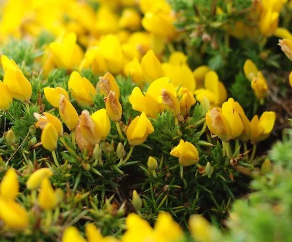 De Nemina Dom wakacyjny *